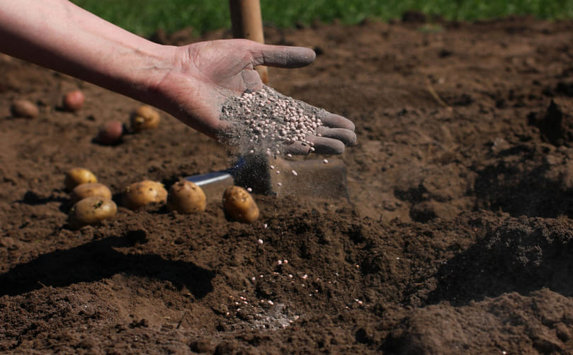 Ideal Soil Structure for Healthy Potato Growth