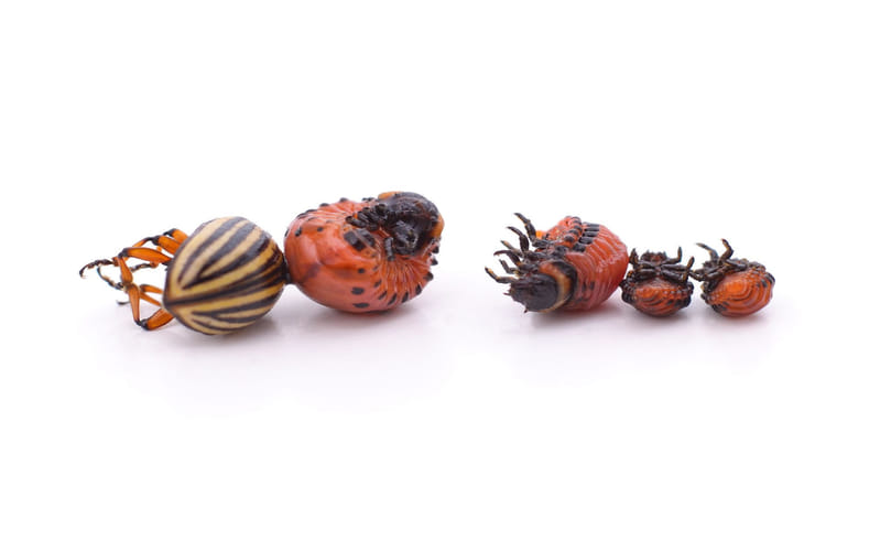 Adult Colorado Potato Beetle Showing Characteristic Black Stripes Adult Colorado Potato Beetle Showing Characteristic Black Stripes