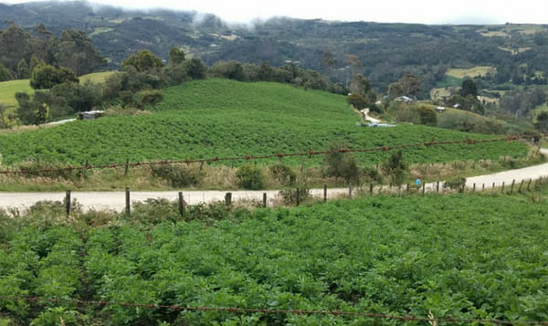 Identifican cultivos ilegales de papa en los cerros de Bogotá