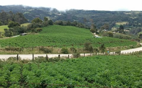 Identifican cultivos ilegales de papa en los cerros de Bogotá Identifican cultivos ilegales de papa en los cerros de Bogotá