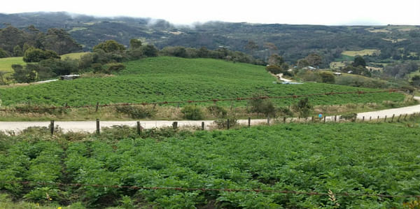 Identifican cultivos ilegales de papa en los cerros de Bogotá