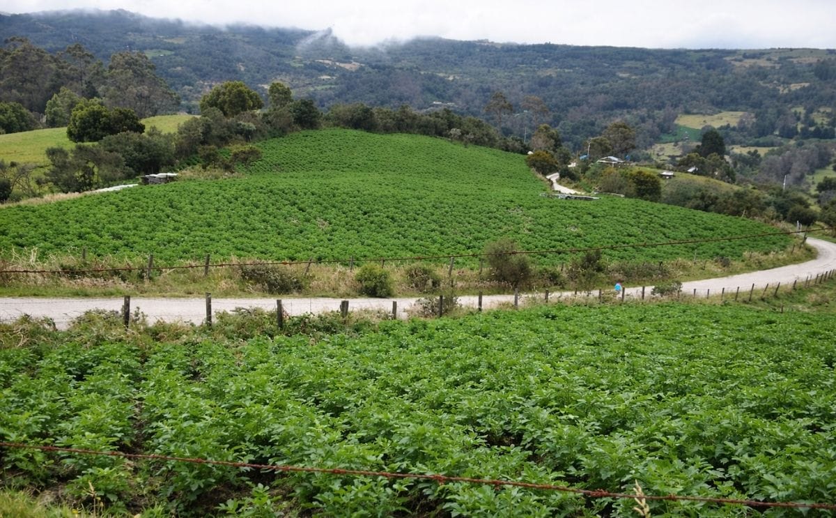 Identifican cultivos ilegales de papa en los cerros de Bogotá Identifican cultivos ilegales de papa en los cerros de Bogotá