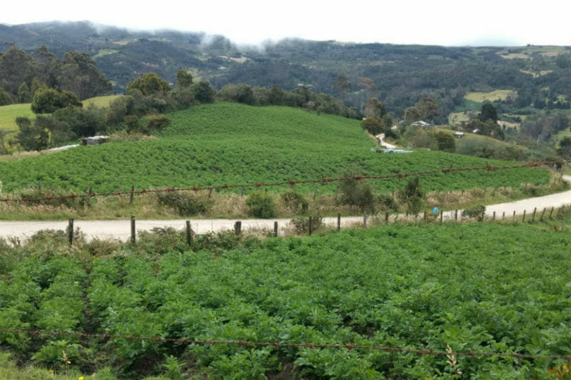 Identifican cultivos ilegales de papa en los cerros de Bogotá