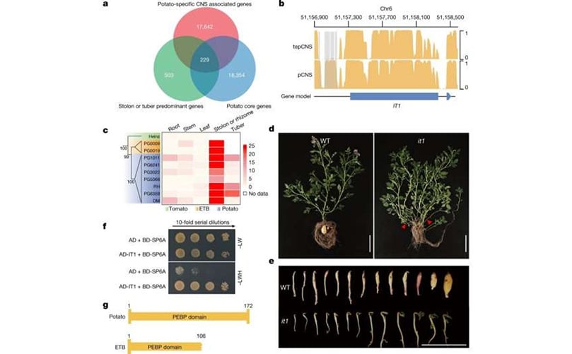 Identification of a potato tuber identity gene. a, Venn diagram describing the identification of 229 candidate Identification of a potato tuber identity gene. a, Venn diagram describing the identification of 229 candidate