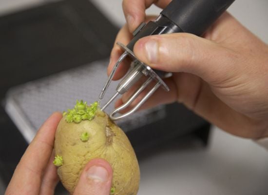 Identification of New potato varieties Identification of New potato varieties