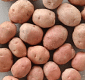 Potato variety