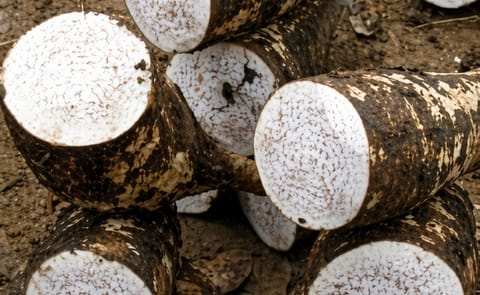 Investigan sobre raíces, tubérculos y banano para impulsar la seguridad alimentaria Investigan sobre raíces, tubérculos y banano para impulsar la seguridad alimentaria