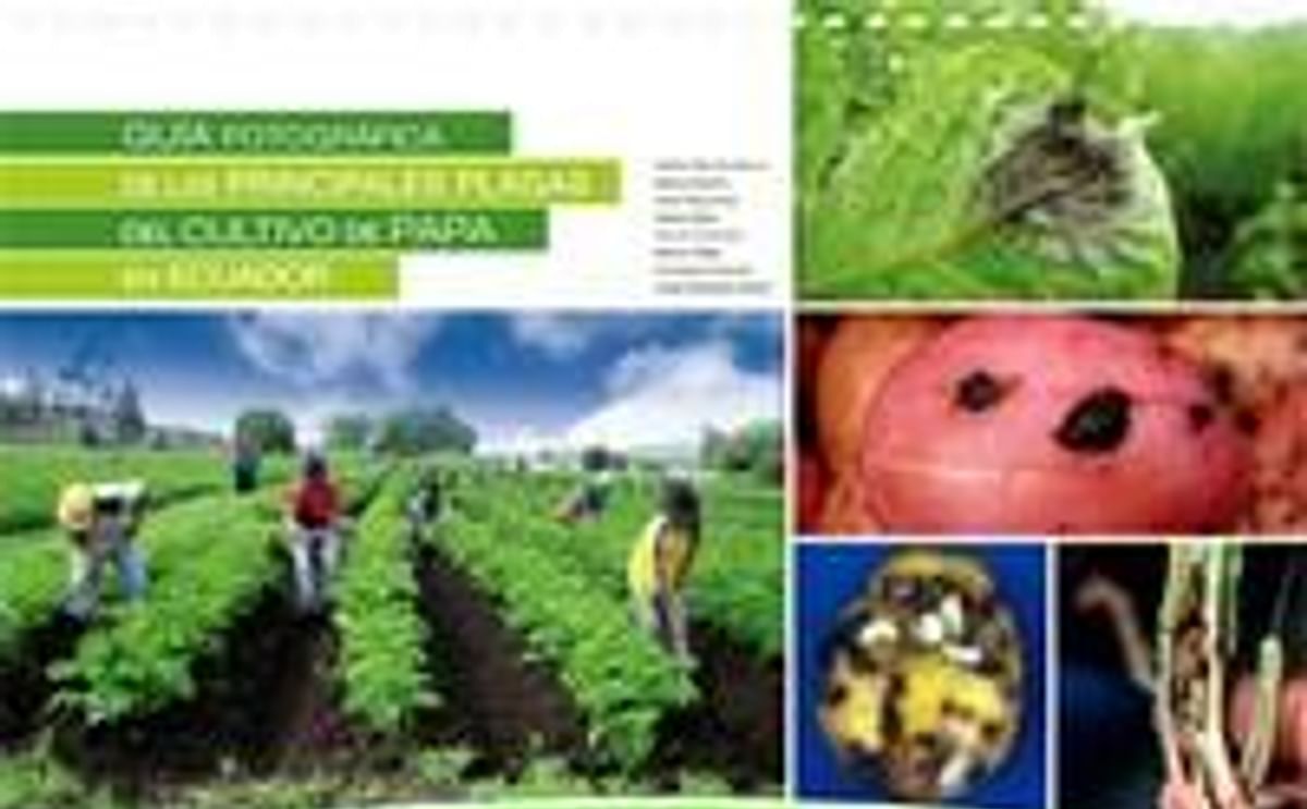 Guía fotográfica de las principales plagas del cultivo de papa en Ecuador