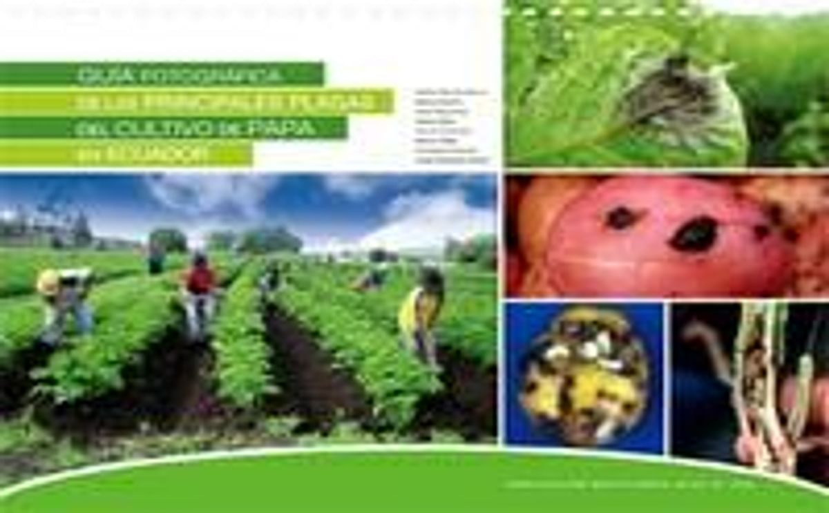 Guía fotográfica de las principales plagas del cultivo de papa en Ecuador