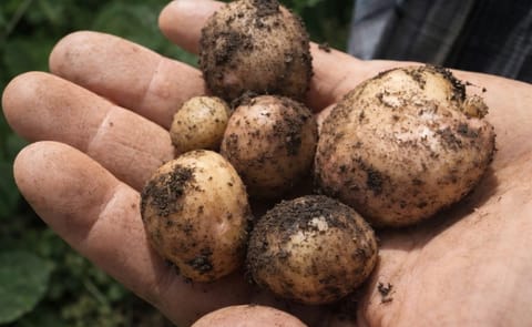 Colombia: Como si fueran científicos, campesinos crean supersemilla de papa Colombia: Como si fueran científicos, campesinos crean supersemilla de papa