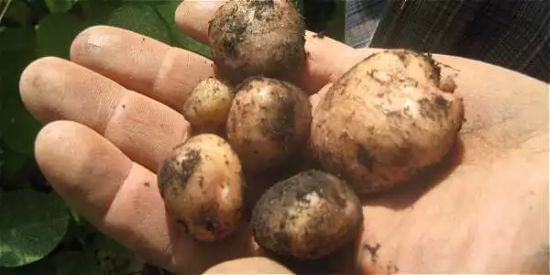 Colombia: Como si fueran científicos, campesinos crean supersemilla de papa