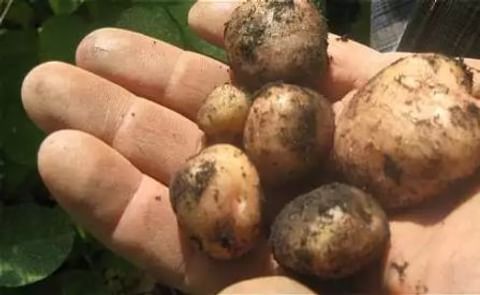 Colombia: Como si fueran científicos, campesinos crean supersemilla de papa Colombia: Como si fueran científicos, campesinos crean supersemilla de papa