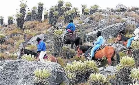 En Colombia los páramos se han transformado en territorios en disputa En Colombia los páramos se han transformado en territorios en disputa
