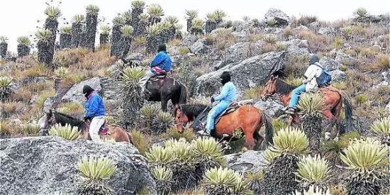 En Colombia los páramos se han transformado en territorios en disputa