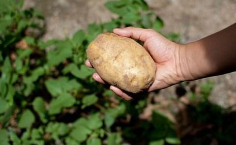 Quieren recuperar la producción de papa en la patagonia argentina Quieren recuperar la producción de papa en la patagonia argentina