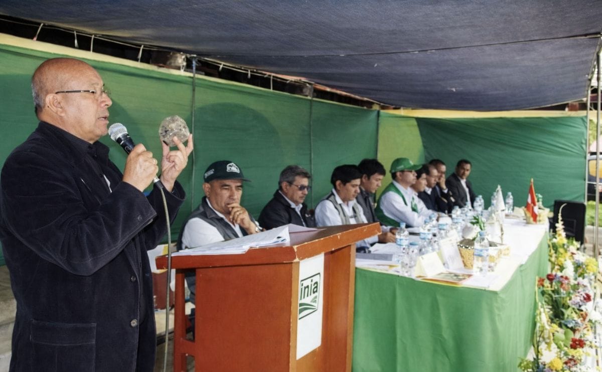 Perú: Aparece una nueva variedad de papa que rinde 40 toneladas por hectárea Perú: Aparece una nueva variedad de papa que rinde 40 toneladas por hectárea