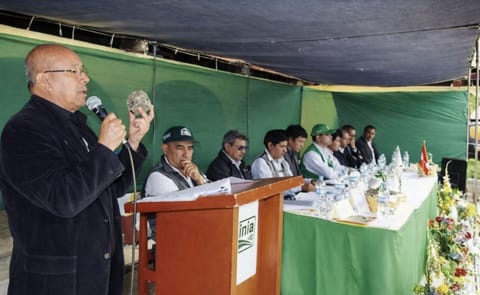 Perú: Aparece una nueva variedad de papa que rinde 40 toneladas por hectárea Perú: Aparece una nueva variedad de papa que rinde 40 toneladas por hectárea