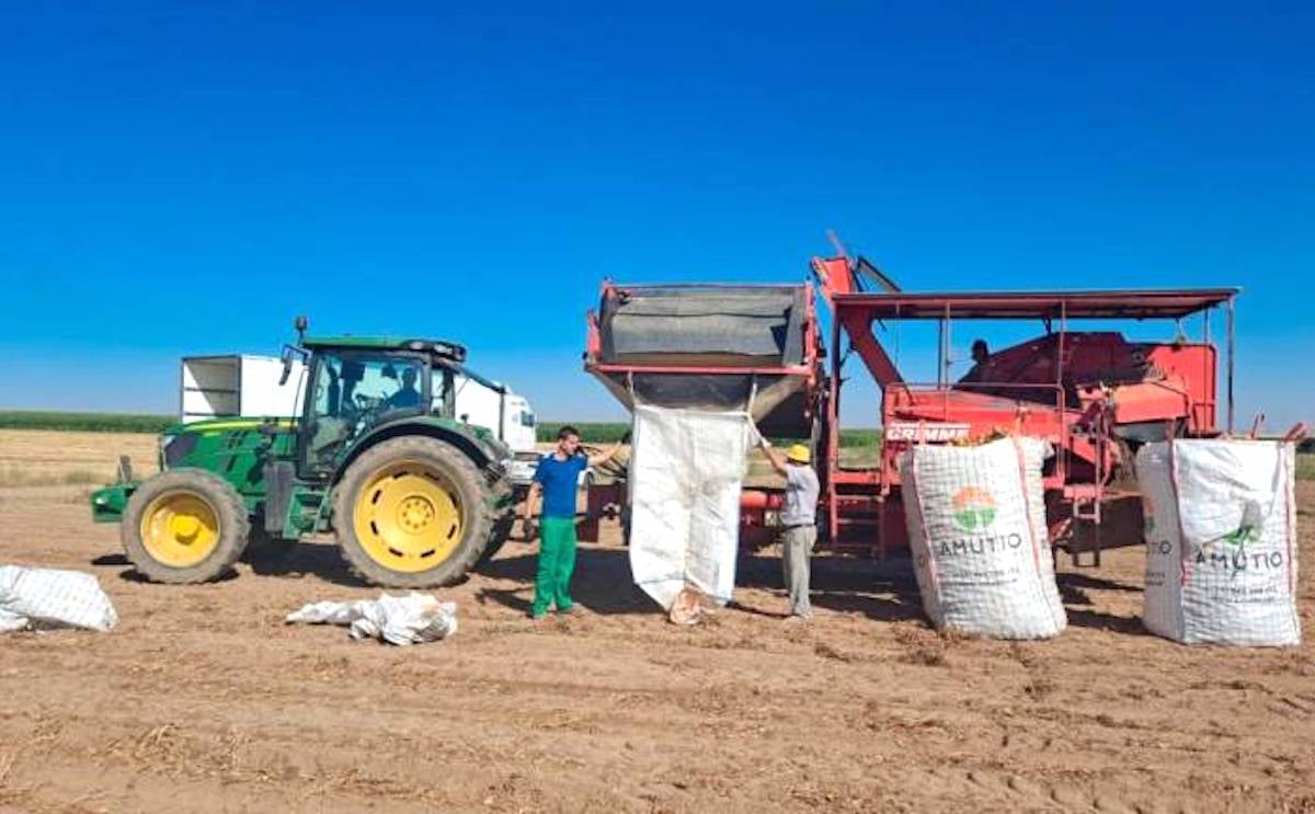 Agricultores sacan patatas en Cantalpino, ya con máquina. Agricultores sacan patatas en Cantalpino, ya con máquina.