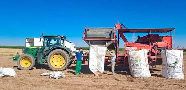 Agricultores sacan patatas en Cantalpino, ya con máquina.