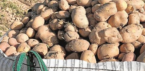 Salamanca: La poca patata a la venta 'salva' el inicio de una campaña difícil.