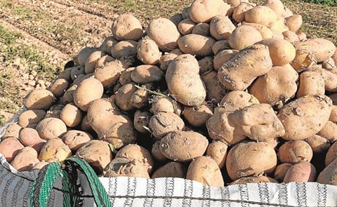 Yumbo de patatas arrancadas esta campaña en Salamanca.
Yumbo de patatas arrancadas esta campaña en Salamanca.