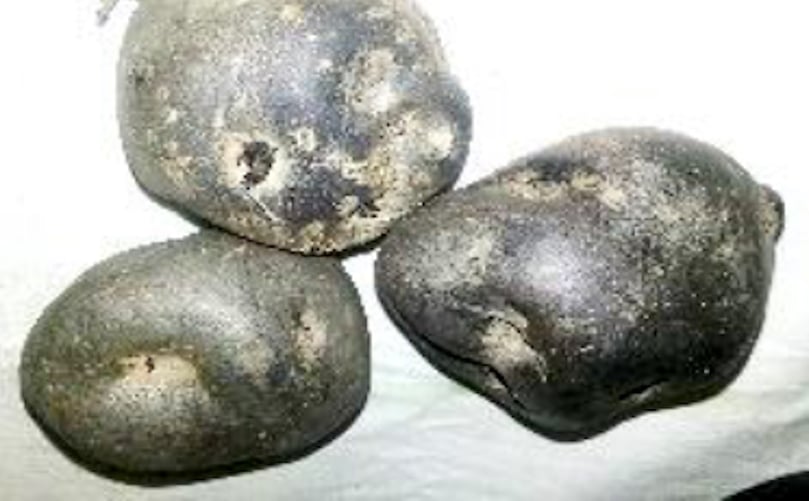 Papa Negra Imilla, Negra Ojosa Papa Negra Imilla, Negra Ojosa