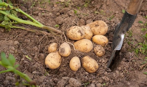 In Georgia, potato prices hit historic lows, stocks are at record levels, and imports are increasing