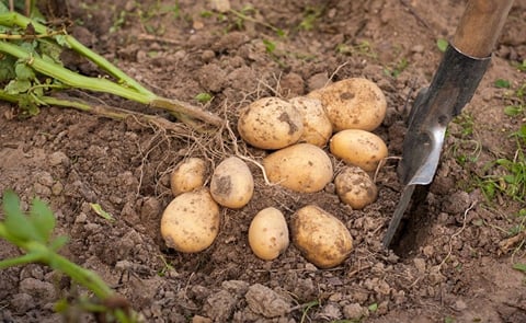 In Georgia, potato prices hit historic lows, stocks are at record levels, and imports are increasing In Georgia, potato prices hit historic lows, stocks are at record levels, and imports are increasing