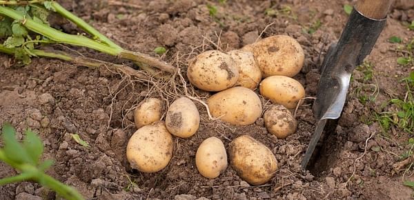 In Georgia, potato prices hit historic lows, stocks are at record levels, and imports are increasing