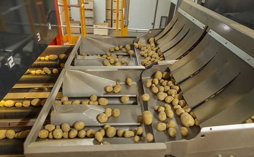 In seed potatoes, size accuracy is vital. Precision size grading is thus immediately profitable