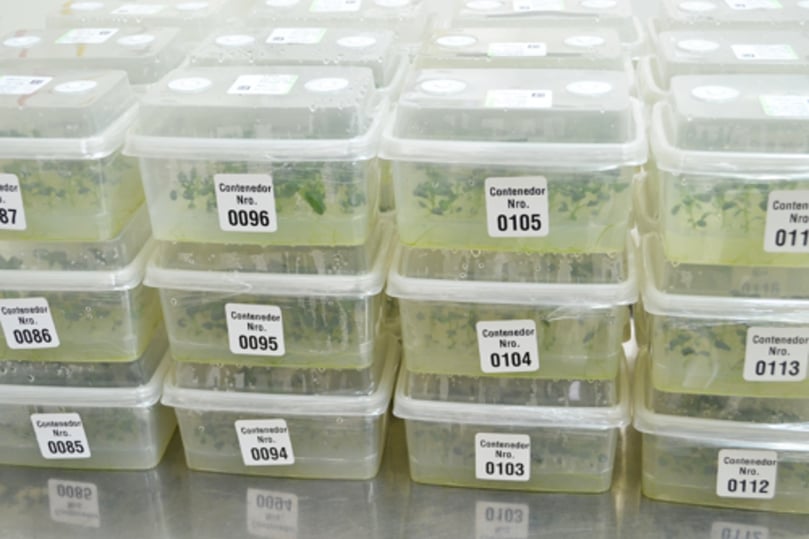 Biofortified potato plantlets carefully propagated under controlled laboratory conditions, ready for scaling up into certified seed production across Peru. Biofortified potato plantlets carefully propagated under controlled laboratory conditions, ready for scaling up into certified seed production across Peru.