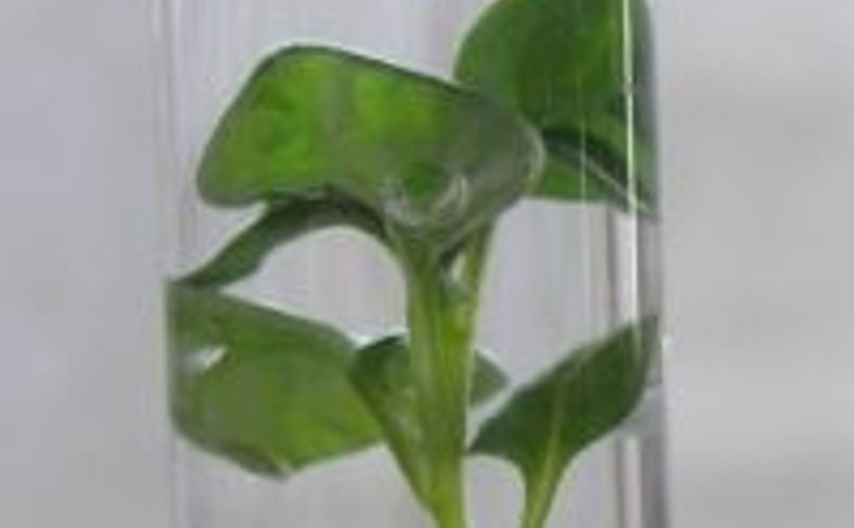 In vitro potato plantlet Courtesy Potato Research Institute Czech Republic In vitro potato plantlet Courtesy Potato Research Institute Czech Republic