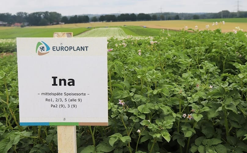 EUROPLANT's INA table potato variety in field trials, where its broad nematode resistance, yield, sizing and robustness have stood out during the 2026 season EUROPLANT's INA table potato variety in field trials, where its broad nematode resistance, yield, sizing and robustness have stood out during the 2026 season