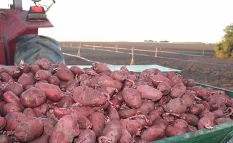 Inauguran en Bolivia el programa de producción nacional de la papa Inauguran en Bolivia el programa de producción nacional de la papa