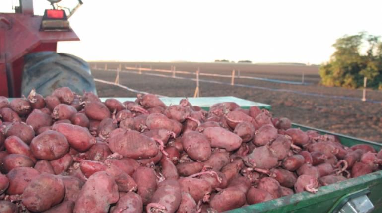 Inauguran en Bolivia el programa de producción nacional de la papa