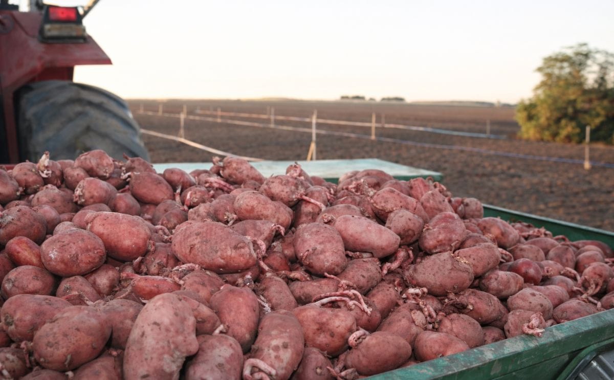 Inauguran en Bolivia el programa de producción nacional de la papa Inauguran en Bolivia el programa de producción nacional de la papa