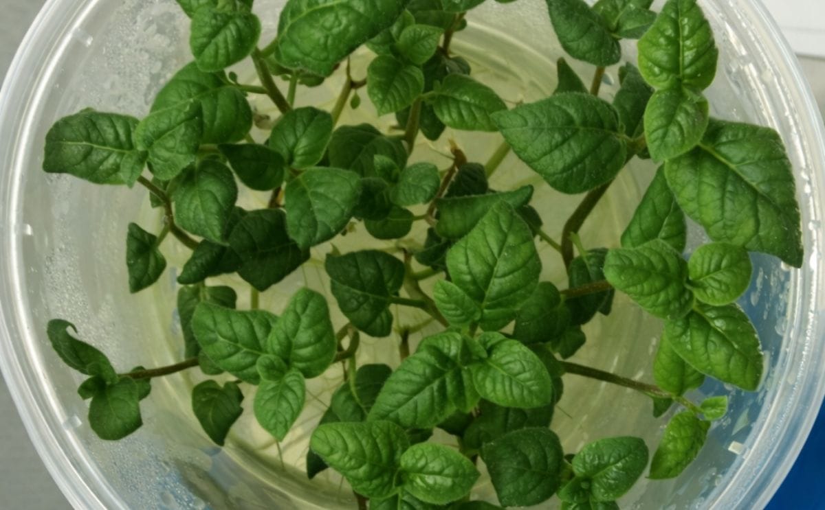 Inauguran laboratorio de tejidos de semilla de papa en Bolivia