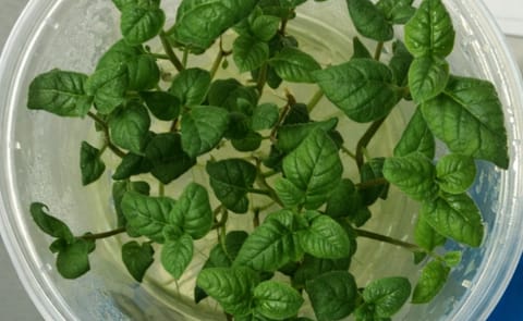 Inauguran laboratorio de tejidos de semilla de papa en Bolivia Inauguran laboratorio de tejidos de semilla de papa en Bolivia