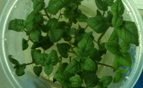 Inauguran laboratorio de tejidos de semilla de papa en Bolivia Inauguran laboratorio de tejidos de semilla de papa en Bolivia