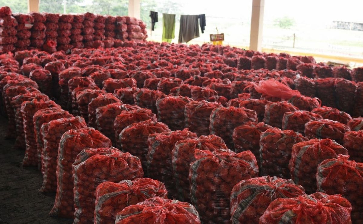 Potatoes ready for transport (Gujarat, India)