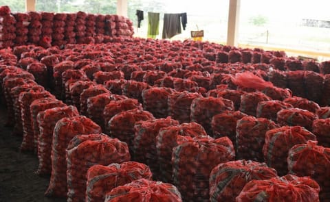 Potatoes ready for transport (Gujarat, India) Potatoes ready for transport (Gujarat, India)