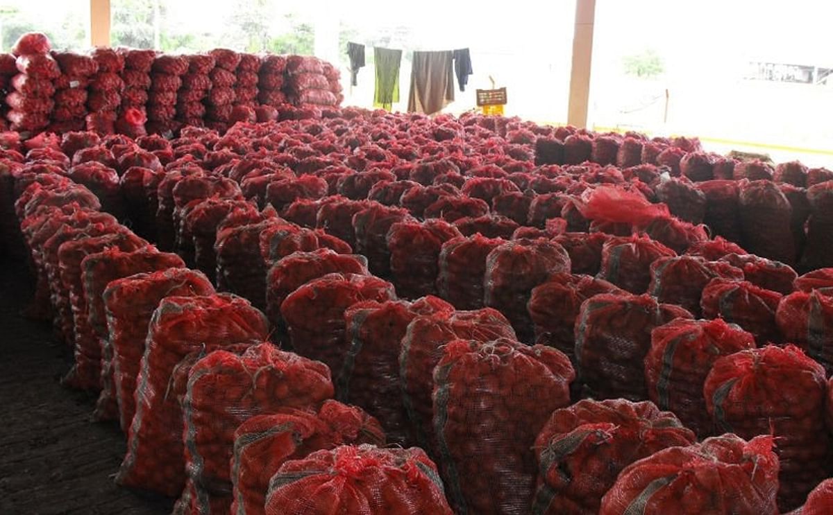 Potatoes ready for transport (Gujarat, India)