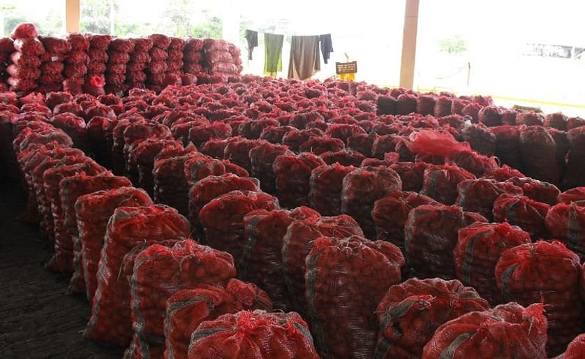 Potatoes ready for transport (Gujarat, India)