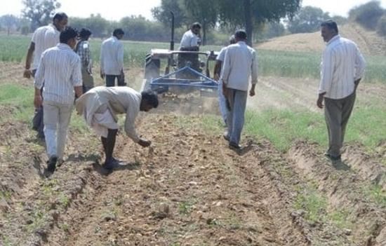 First time potato farmers harvesting their crop in Mansagar.(Courtesy CIP)