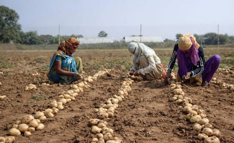 India: Lanzan variedad de papa que soporta altas temperaturas India: Lanzan variedad de papa que soporta altas temperaturas