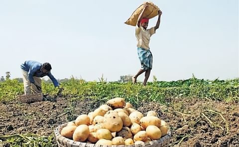 Pepsico to procure potatoes for potato chips from Kuppam, Andhra Pradesh Pepsico to procure potatoes for potato chips from Kuppam, Andhra Pradesh