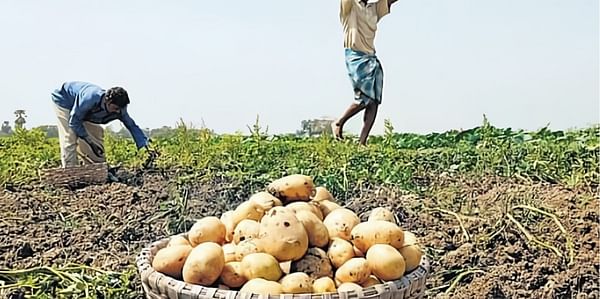 Pepsico to procure potatoes for potato chips from Kuppam, Andhra Pradesh