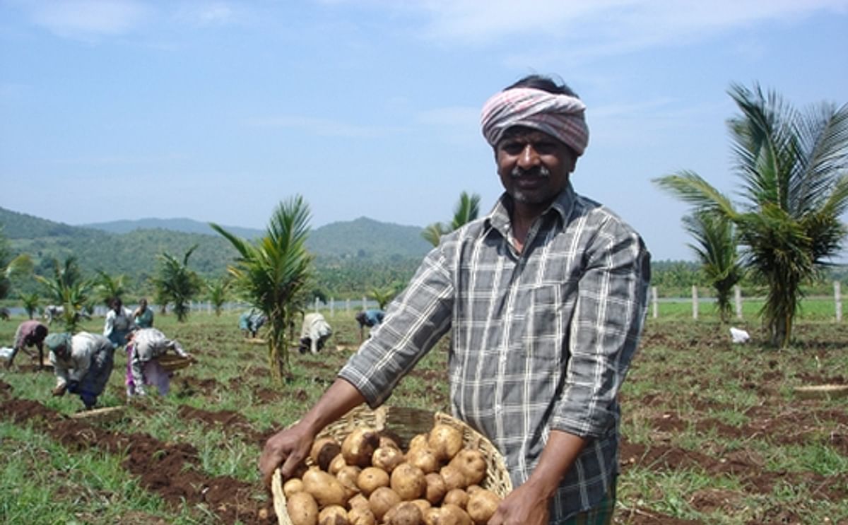 Potato harvest India (Courtesy Pepsico) Potato harvest India (Courtesy Pepsico)