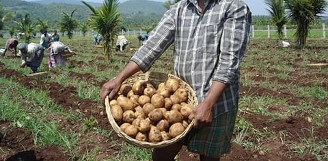 Potato harvest India (Courtesy Pepsico)