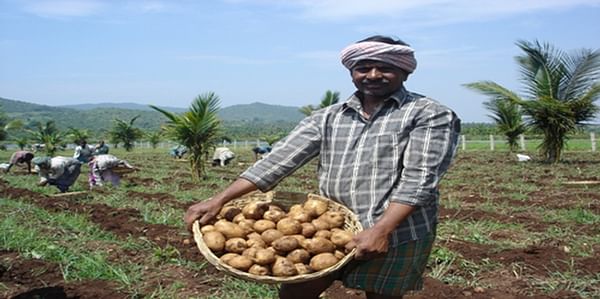 Potato harvest India (Courtesy Pepsico)